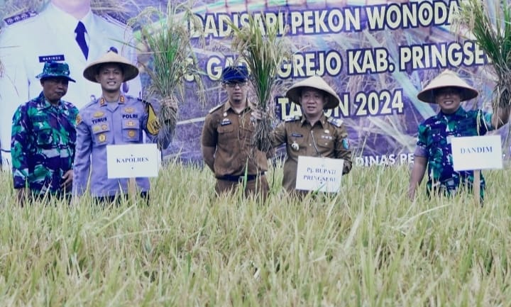 Tahun 2023, Pringsewu Mampu Surplus Beras