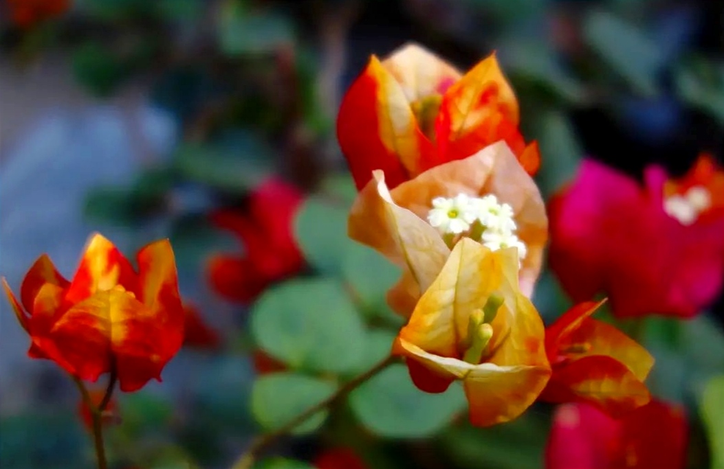 4 Jenis Bunga Kertas yang Sulit Berbunga, Bougenville Mania Harus Sabar Menunggu 