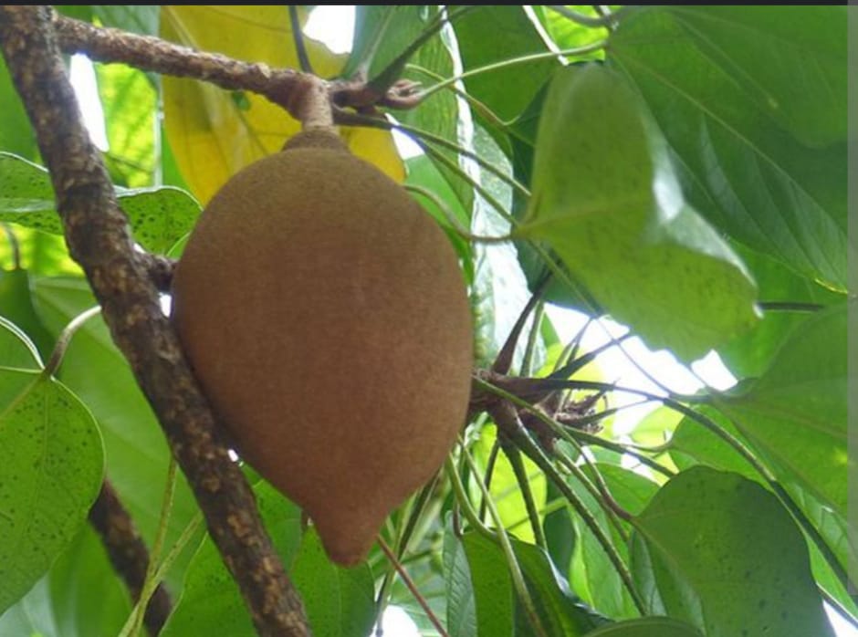  Ini Manfaat Buah Kepayang untuk Kesehatan, Ternyata Banyak Vitaminnya