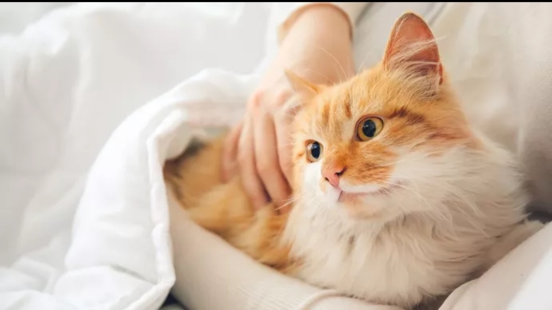 Tips Merawat Kucing agar Tumbuh Sehat, Vaksinasi Jadi Hal Penting