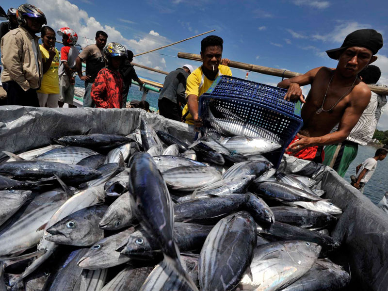 Biota Laut Lampung yang Paling Banyak di Ekspor