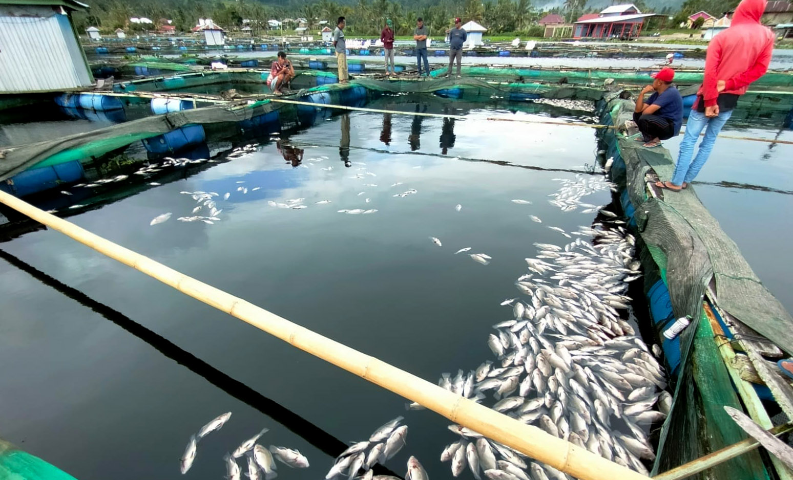 Bukan di Sumatera Barat, Air Danau Berubah Hitam, Puluhan Ribu Ekor Ikan Mati Mendadak 