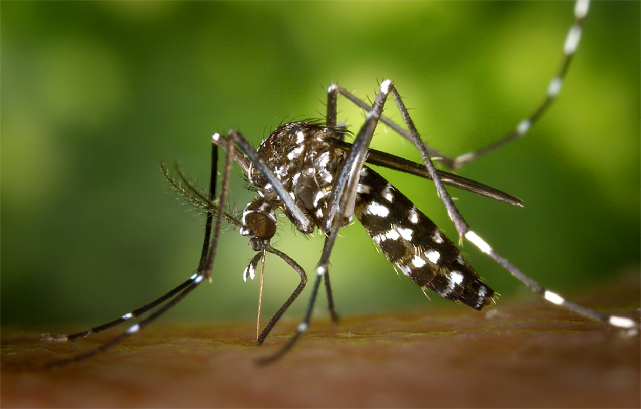 Sejak Januari 2024, Ada 4.127 Kasus Demam Berdarah Dengue di Lampung, Tertinggi di Lampung Utara 