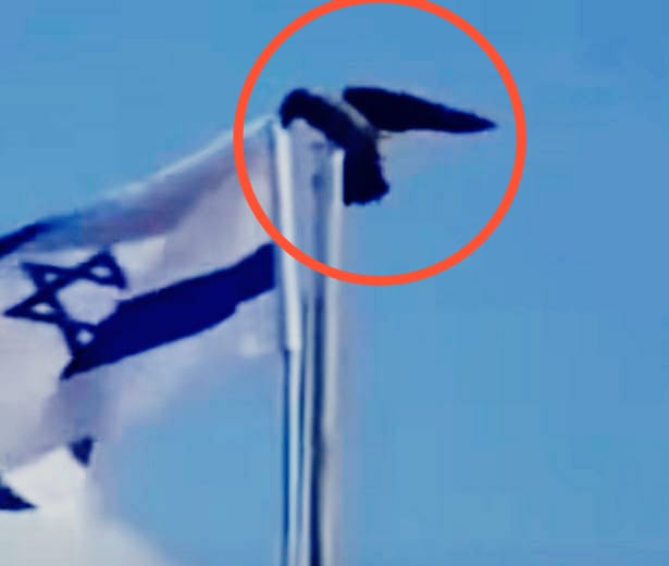 Seekor Burung Gagak Lepaskan Bendera Israel, Bisa Jadi Pertanda Kiamat?