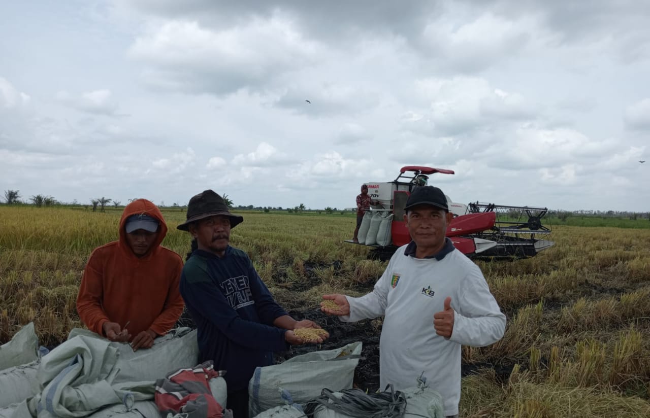 2 Ribuan Hektare Sawah di Mesuji Lampung Akan Panen Tahun Ini