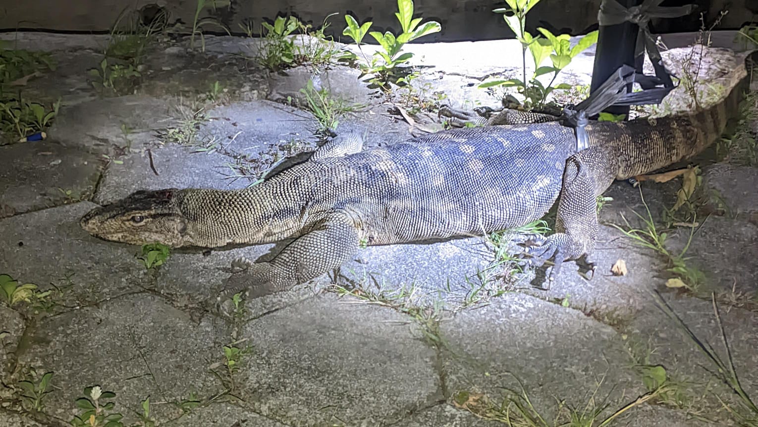 Resahkan Warga, Biawak 2 Meter Berhasil Ditangkap saat Sedang Ronda Malam