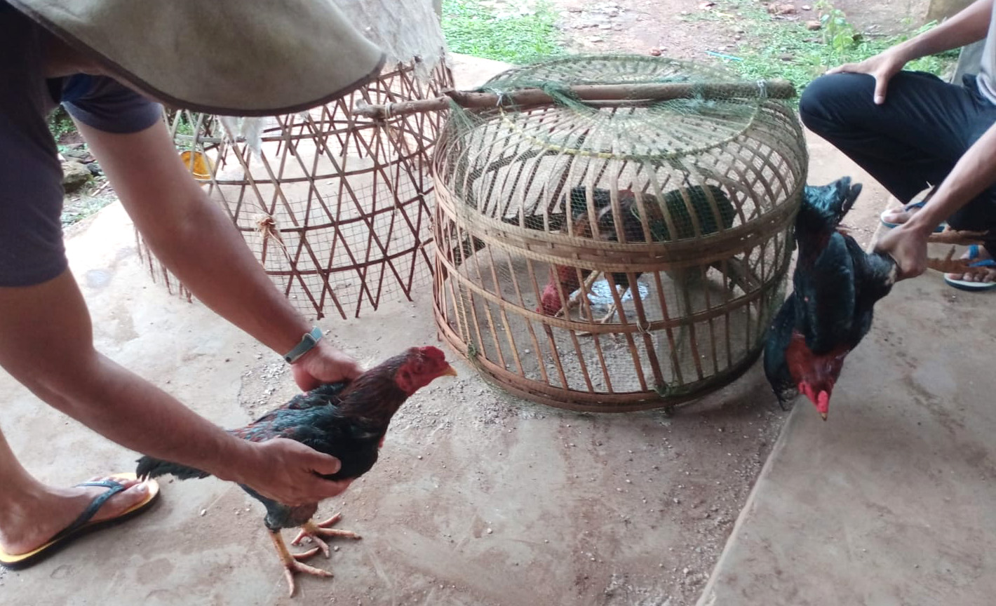 Gerebek Judi Sabung Ayam, Anggota Polsek Labuhan Maringgai Lampung Timur Hanya Dapat BB 
