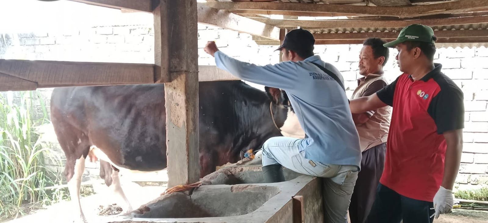 Cegah PMK 1.238 Hewan Ternak di Mesuji Disuntik Vaksin