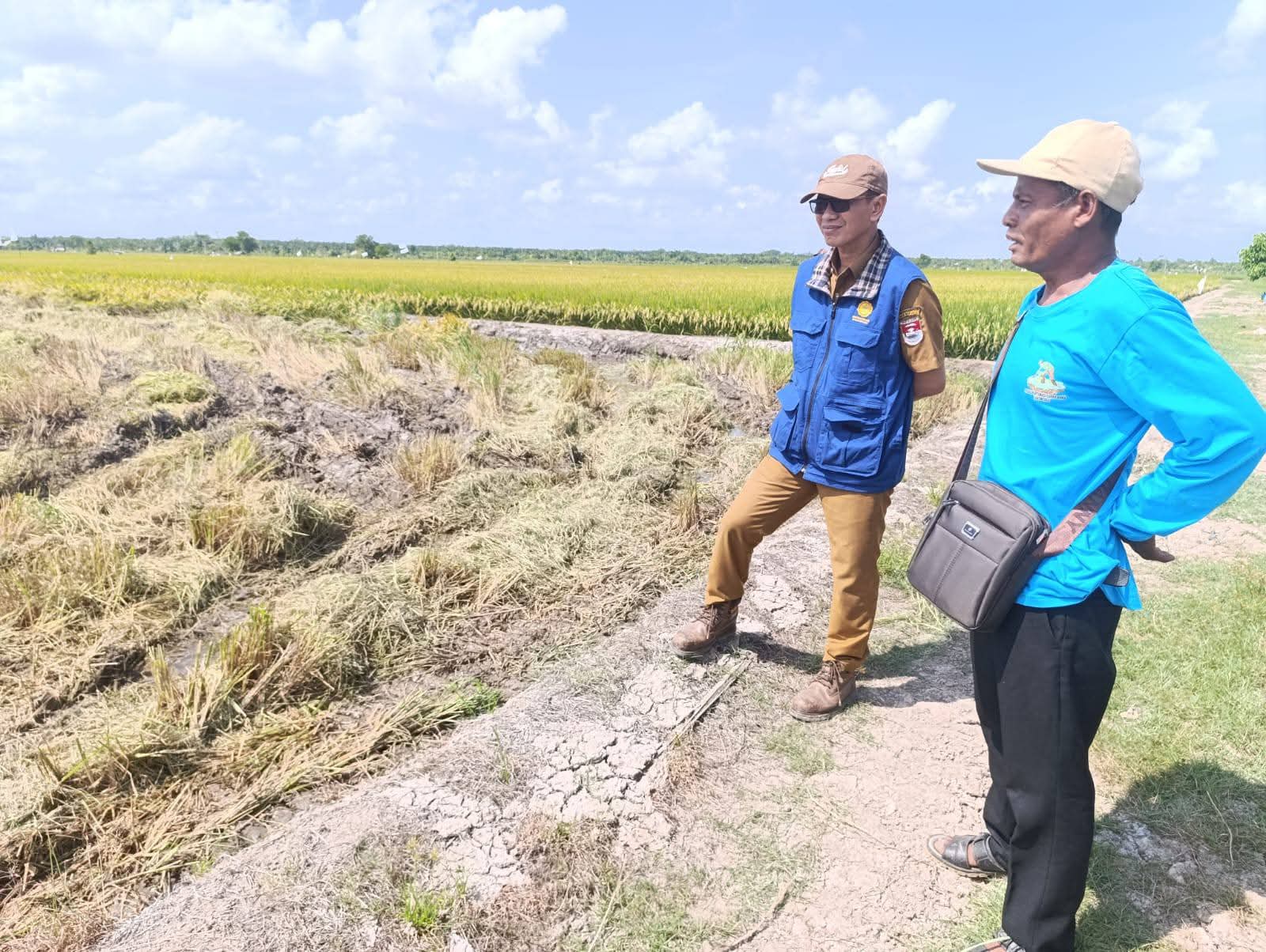 Musim Kemarau Picu Intrusi Air Laut, Sawah Rawajitu Utara Mulai Payau hingga Berpotensi Ganggu Panen