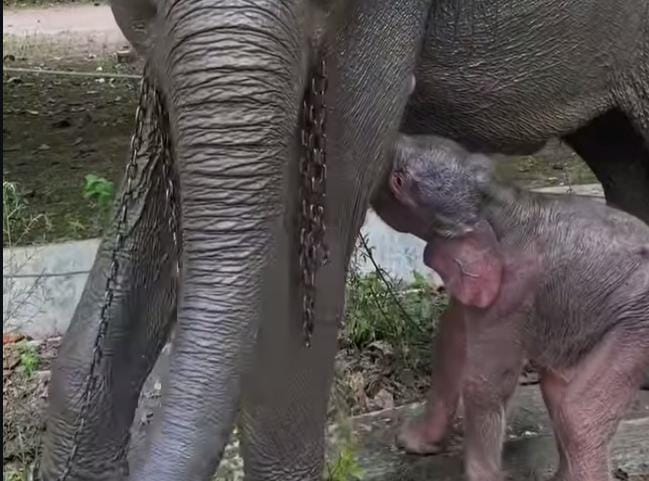 Bayi Gajah di Way Kambas Diberinama HETI, Penamaan oleh Kapolres Lampung Timur Jadi Sorotan