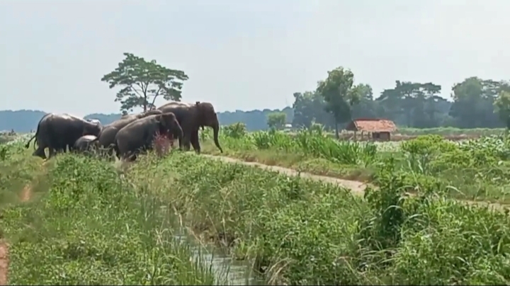 Delapan Gajah Liar Rusak 23 Hektare Lahan di Braja Selebah, Warga Resah dan Minta Ganti Rugi