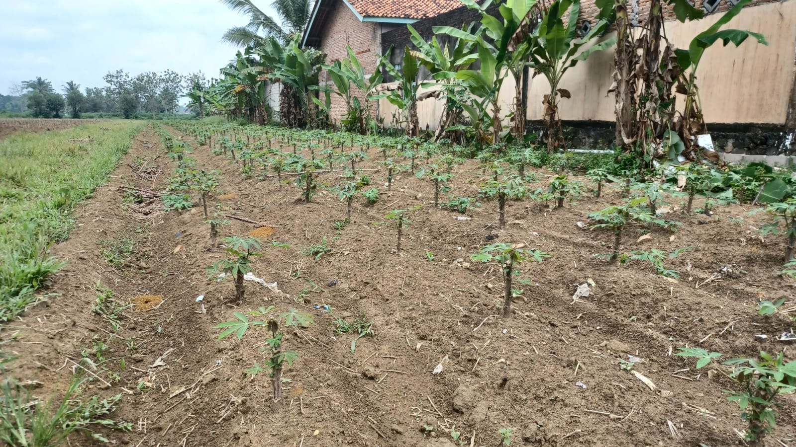 Petani Singkong Lampung Timur Tidak Mendapat Alokasi Pupuk Subsidi, Dinas Pertanian Beri Saran Begini