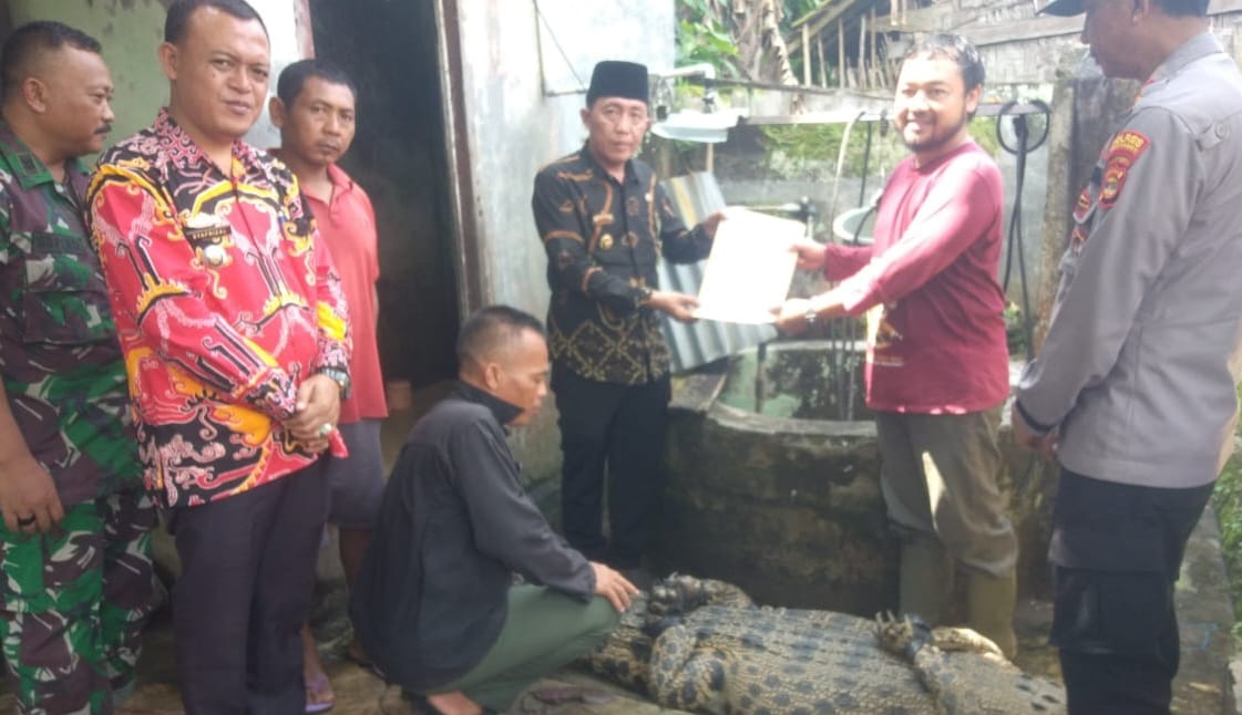 Penangkapan Buaya di Semaka Tanggamus Lampung, Begini Kondisinya