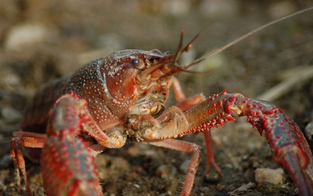 Cara Mudah Budidaya Lobster Air Tawar untuk Pemula