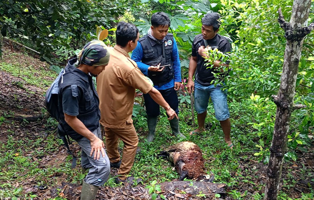 Masuk Perkampungan Harimau Sumatera Mangsa Kambing Warga Di Tanggamus Lampung