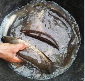 Simak Ragam Manfaat Ikan Gabus untuk Kesehatan Tubuh
