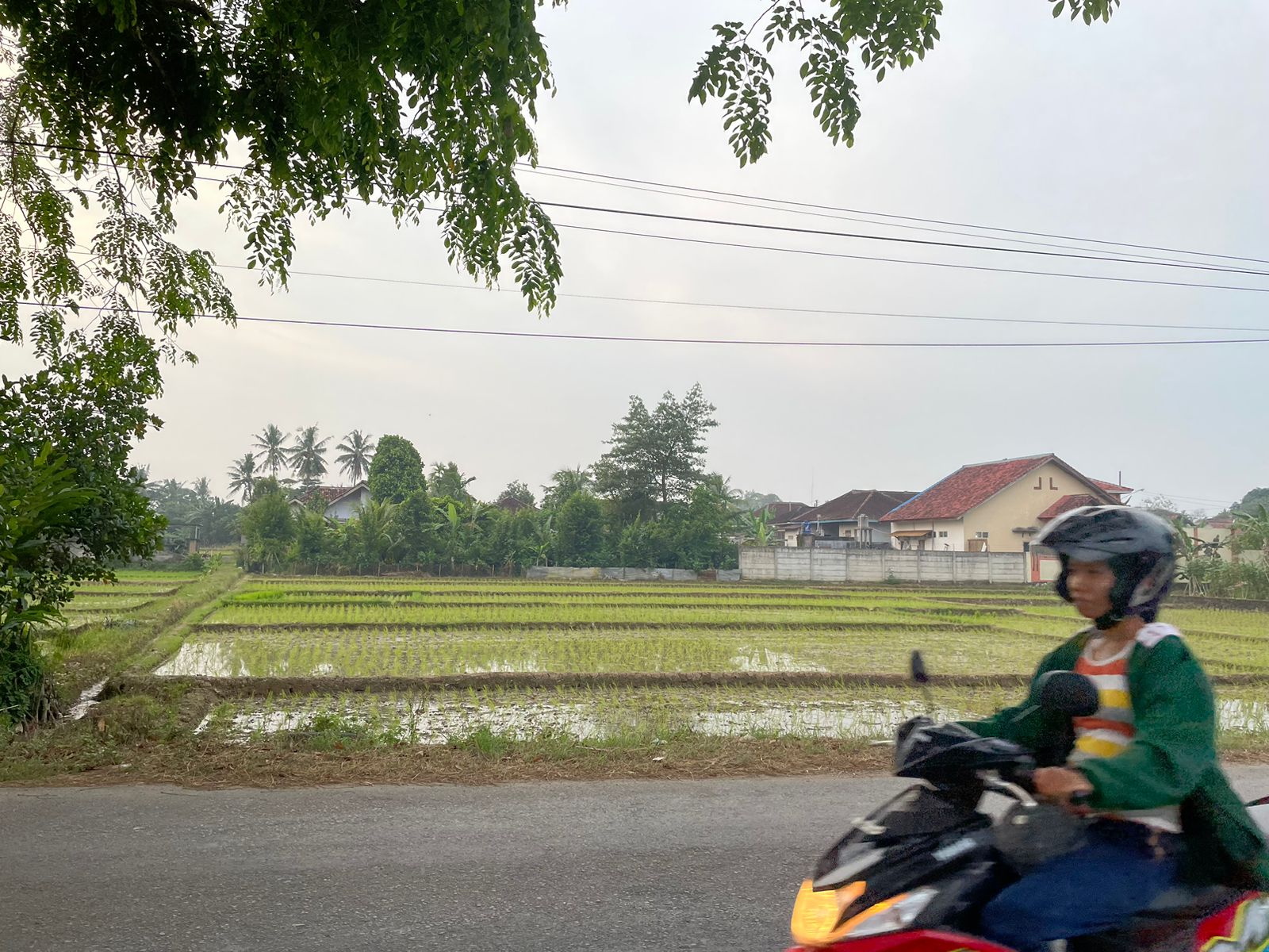 Miris! Setiap Tahun Lahan Pertanian Sawah di Metro Beralih Fungsi