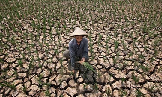 Hadapi El Nino, Petani Diminta Percepat Masa Tanam