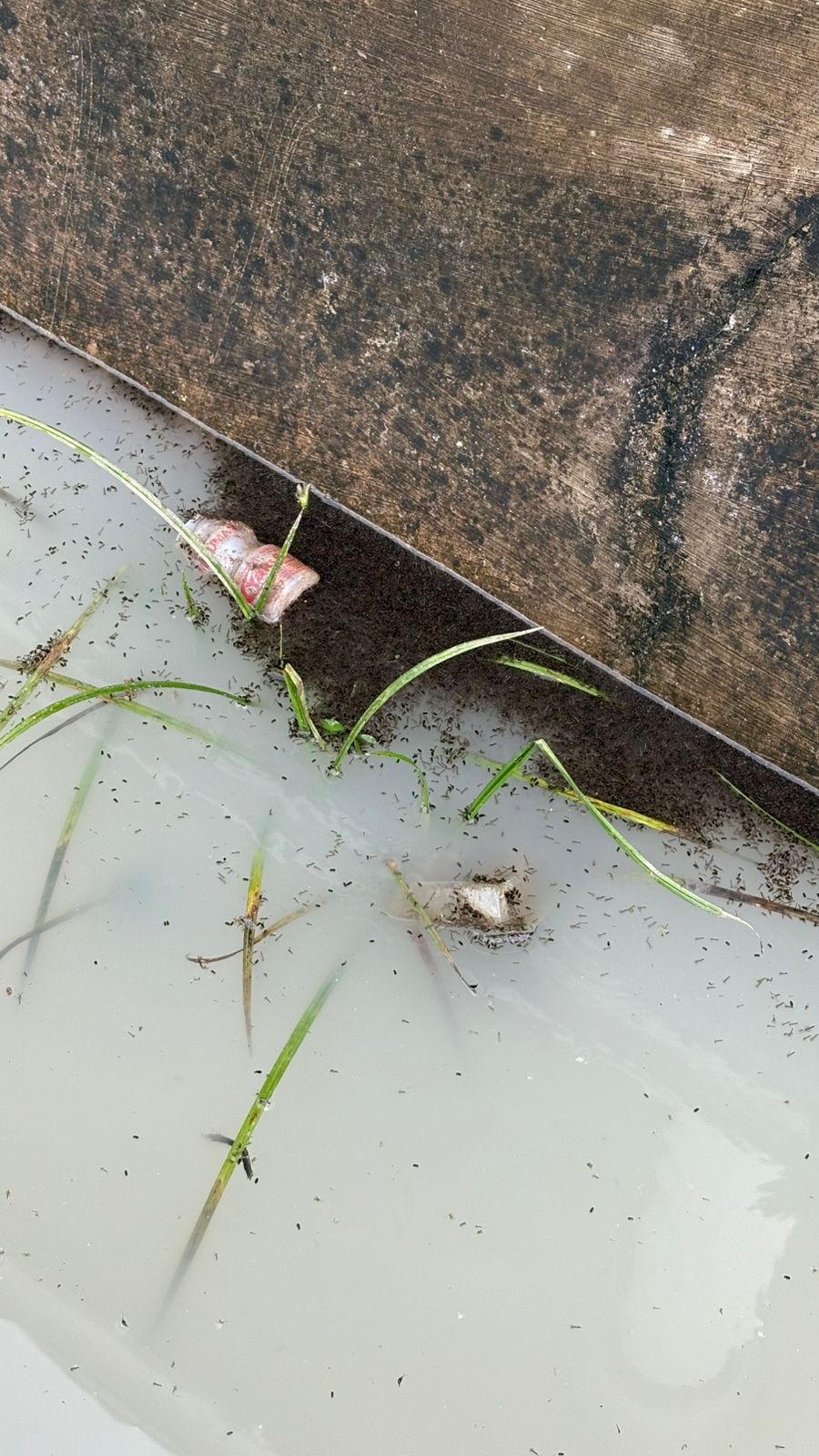 Dapur MBG Sukarame Diduga Buang Limbah ke Lingkungan, Warga Minta Pemerintah Awasi Secara Tegas 