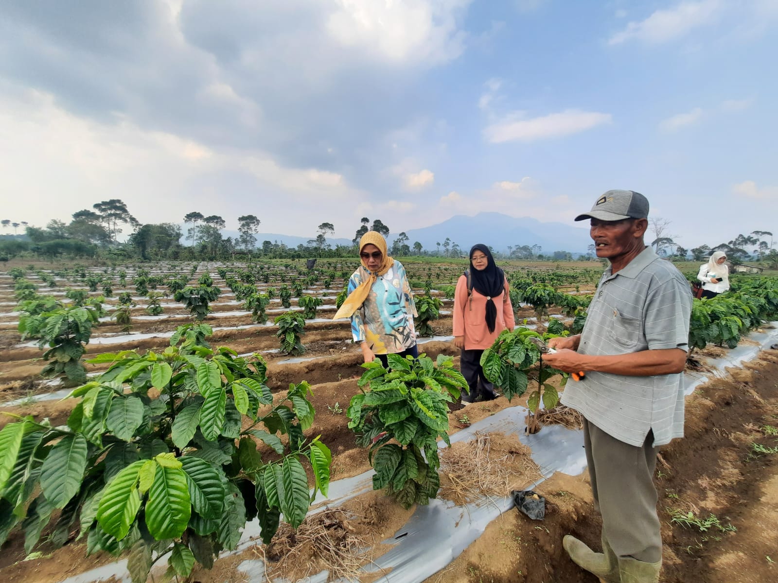 Pemprov Lampung Ajak Petani Kopi Terapkan Sistem Pagar