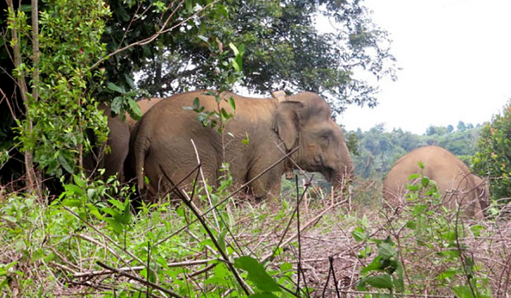Waduh, Gajah Masih Berkeliaran di Sekitar Pemukiman Warga