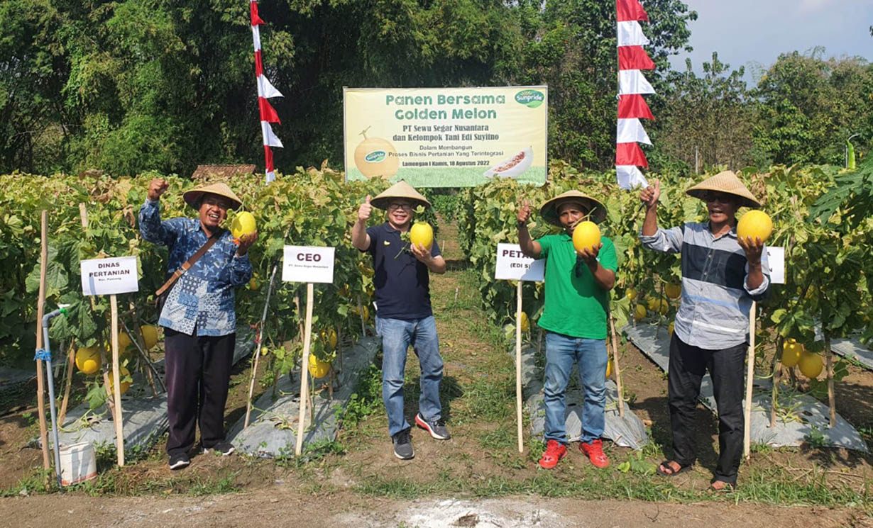 Rayakan HUT RI Ke-77, Sunpride Pacu Produksi Golden Melon Dengan Pengaplikasian Teknologi
