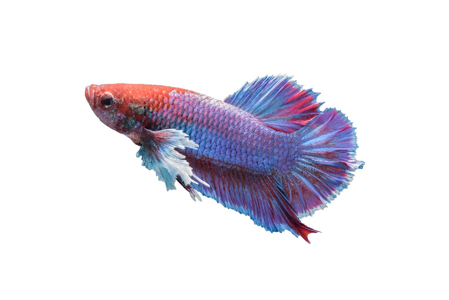 Sejarah dan Asal-Usul Ikan Cupang di Asia Tenggara