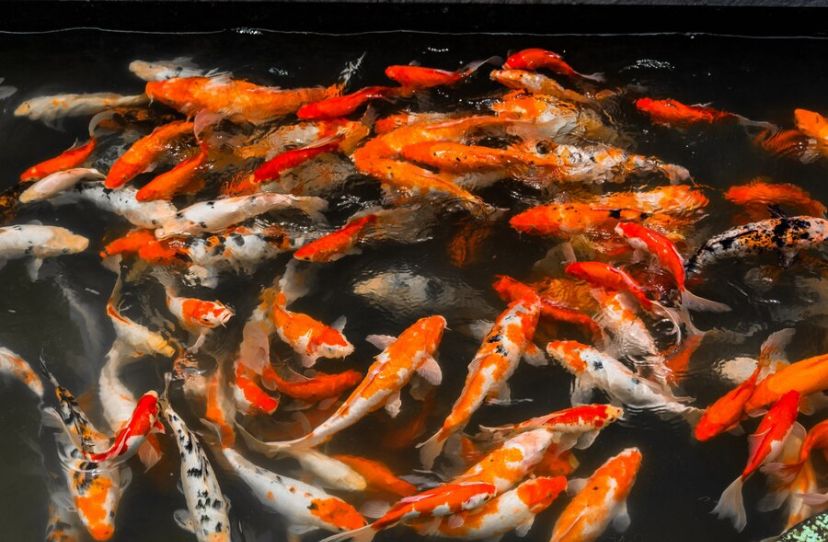 Jangan Asal Campur! Ini 5 Jenis Ikan yang Bisa Hidup Damai Bareng Koi