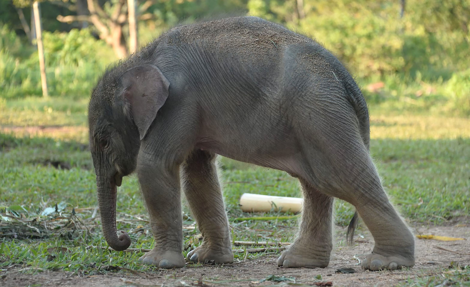 Ini Proses Kelahiran Anak Gajah Sumatera di Taman Lembah Hijau 