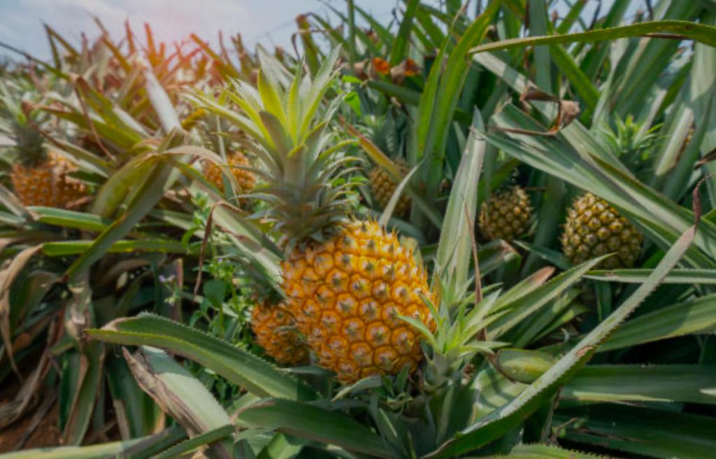 Benarkah Buah Nanas Bikin Bumil Keguguran? Intip Kandungannya Sekaligus Porsi Aman Konsumsi