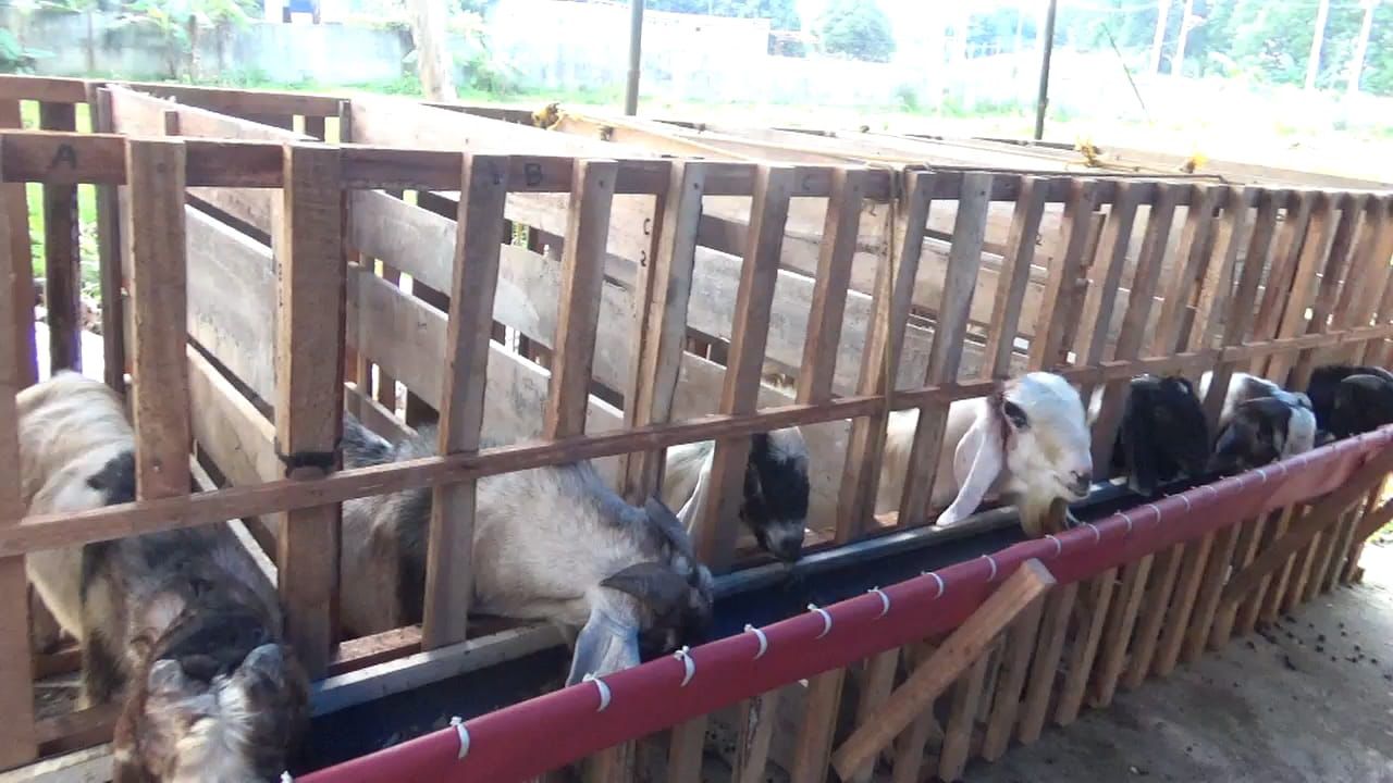 Jelang Idul Adha, Penjualan Kambing Meningkat