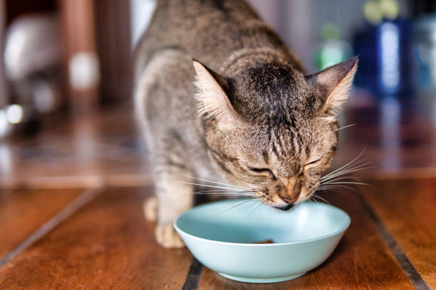 Indikasi Penyakit Pada Kucing, Jangan Sepelekan Bunyi Pada Gigi Kucing