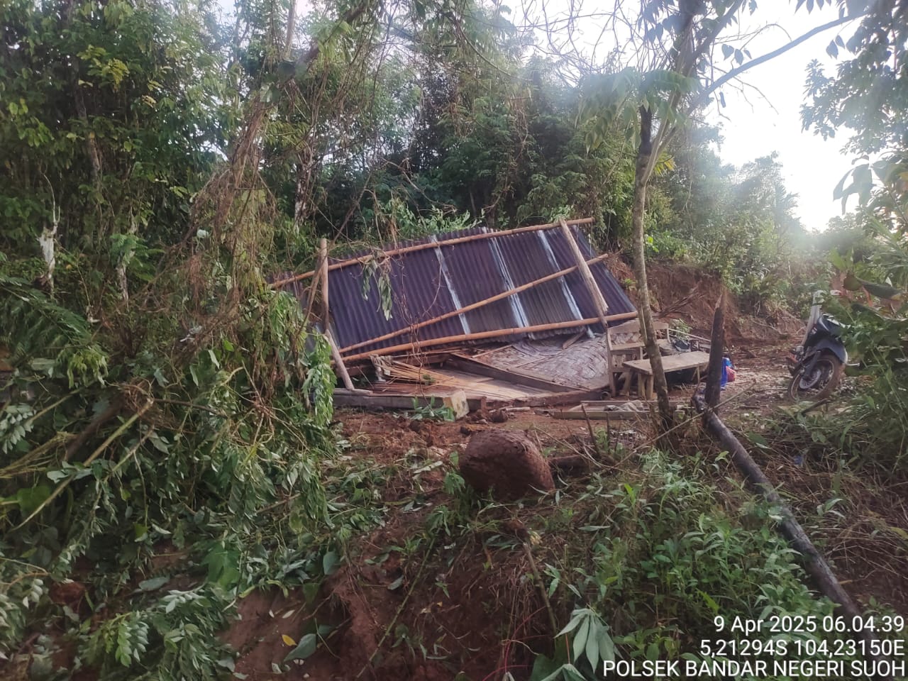 Belasan Gajah Liar Mengamuk, 7 Rumah Warga Rusak Parah
