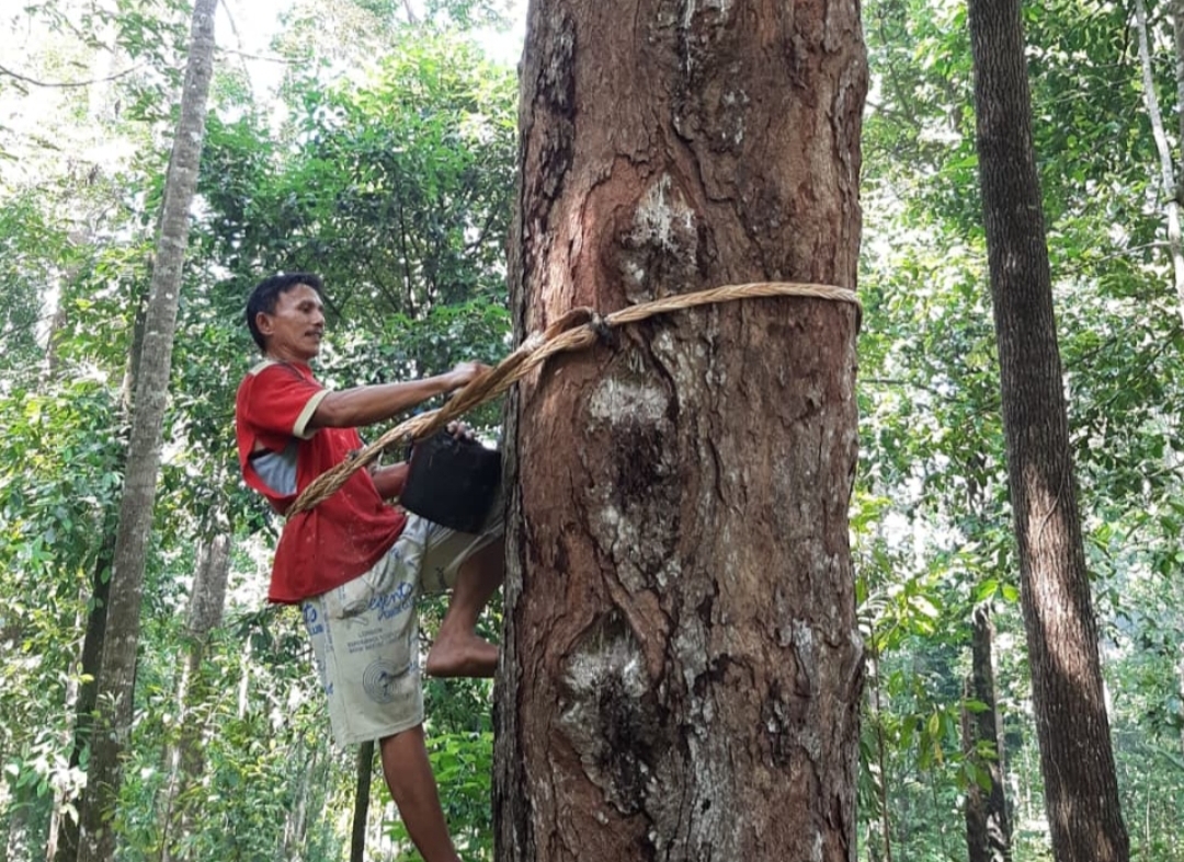 Damar Mata Kucing, Emas Hutan Krui Pesisir Barat Dikabarkan Terancam Komoditasnya ? 