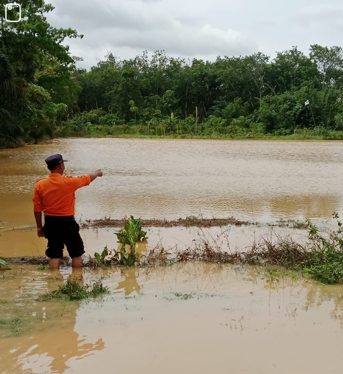 Hujan Lebat, Puluhan Hektare Sawah dan Perkebunan di Mesuji Terendam Banjir