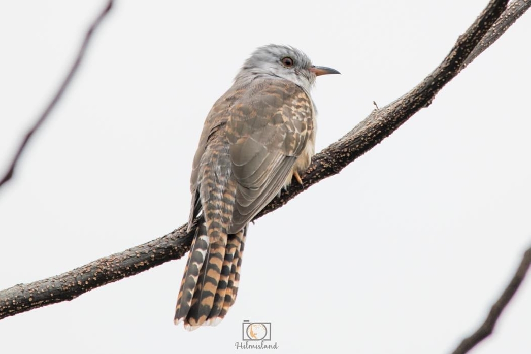 Mitos: Burung Kedasih Memiliki Nama Mengerikan hingga Suka Gonta-ganti Pasangan