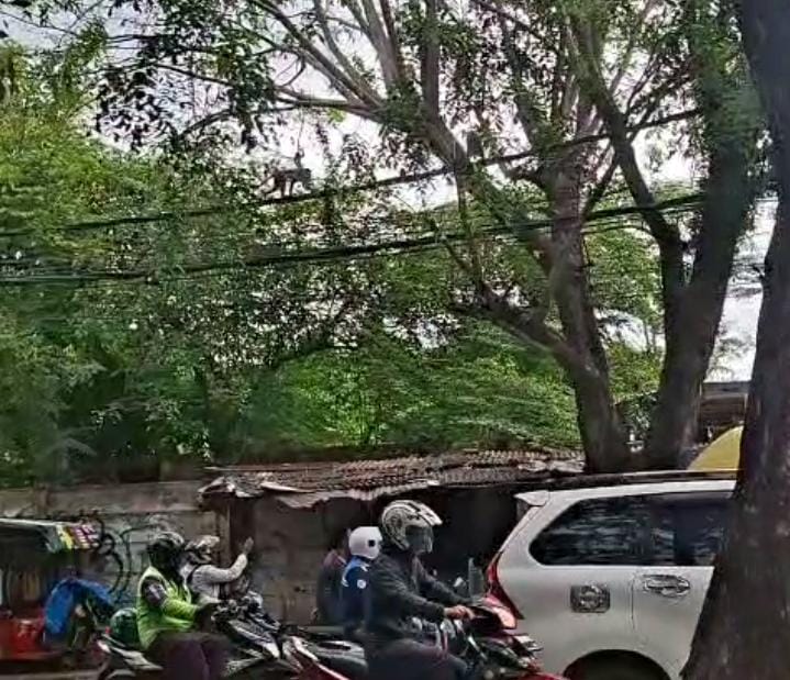 Gerombolan Monyet Turun ke Pemukiman Way Halim Sudah Kembali ke Gunung Sulah