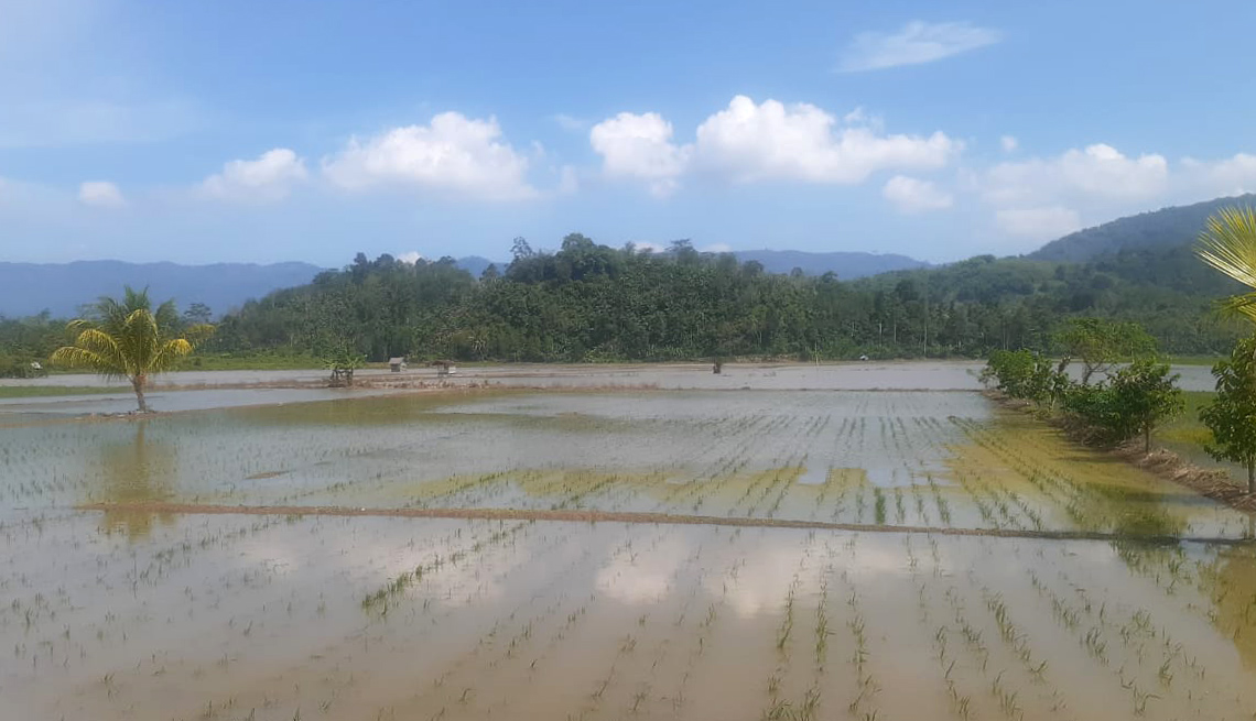 Baru Ditanam, Puluhan Hektare Padi di Lampung Barat Terendam 