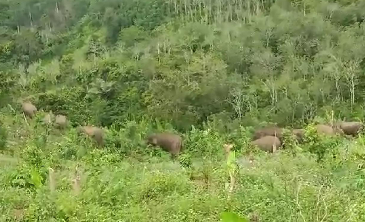 Kawanan Gajah Datang Lagi, Belasan Hektare Kebun Pisang Rusak