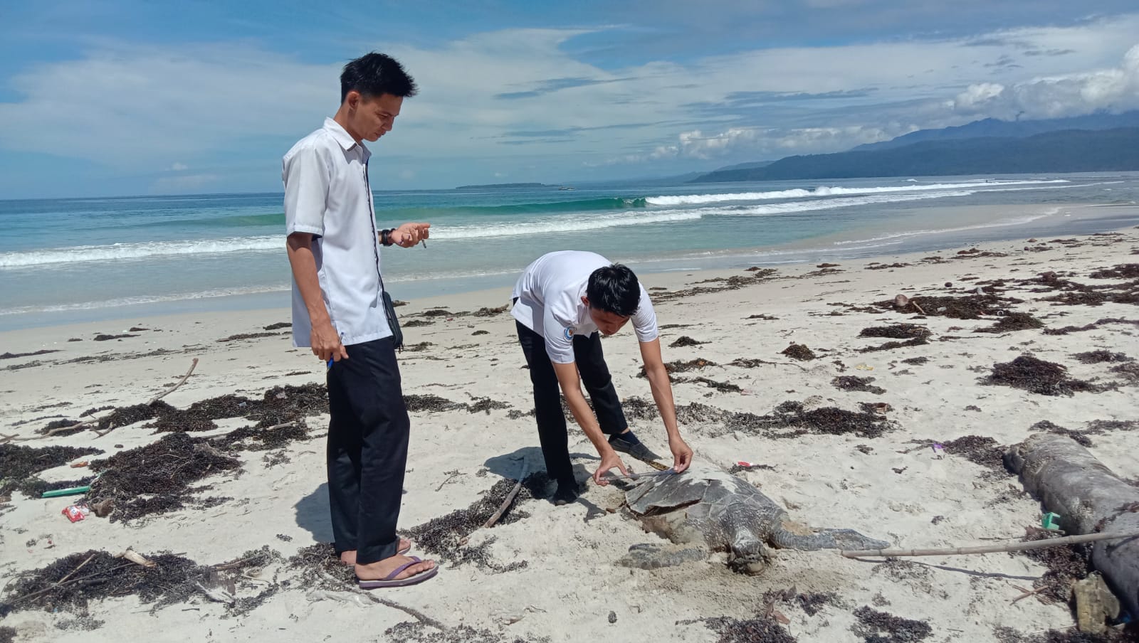Penyu Ukuran Besar Ditemukan Mati di Pantai Labuhan Jukung Pesisir Barat Lampung