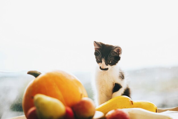  Catat ya, Jenis Buah Ini yang Aman Dimakan Kucing