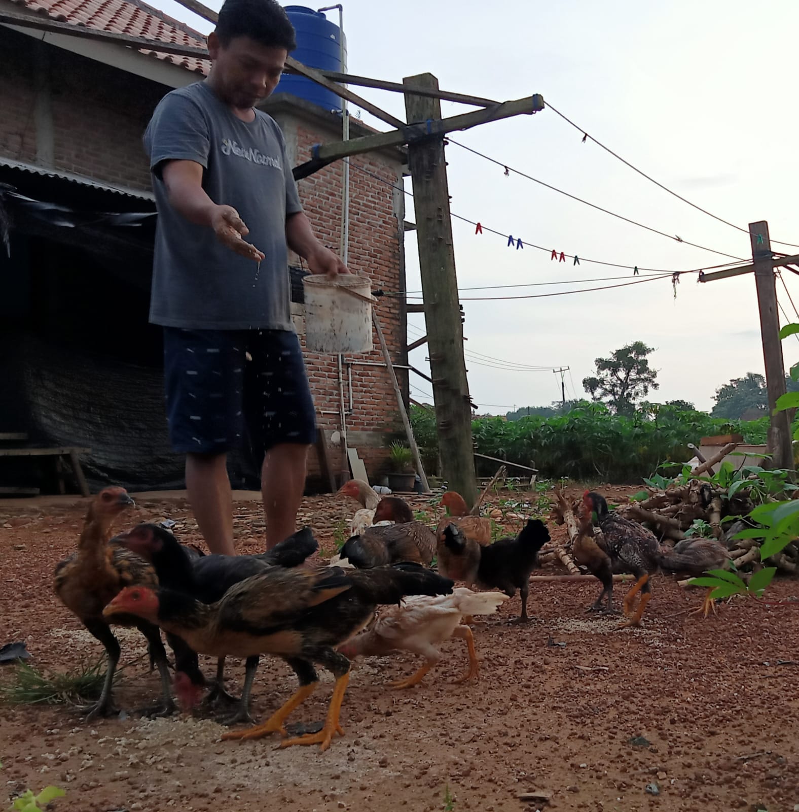 Cara Sukses Ternak Ayam Kampung yang Baik dan Benar