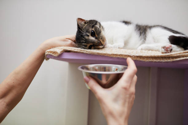 Kucing Tak Mau Makan? Ini Sebab dan Cara Mengatasinya