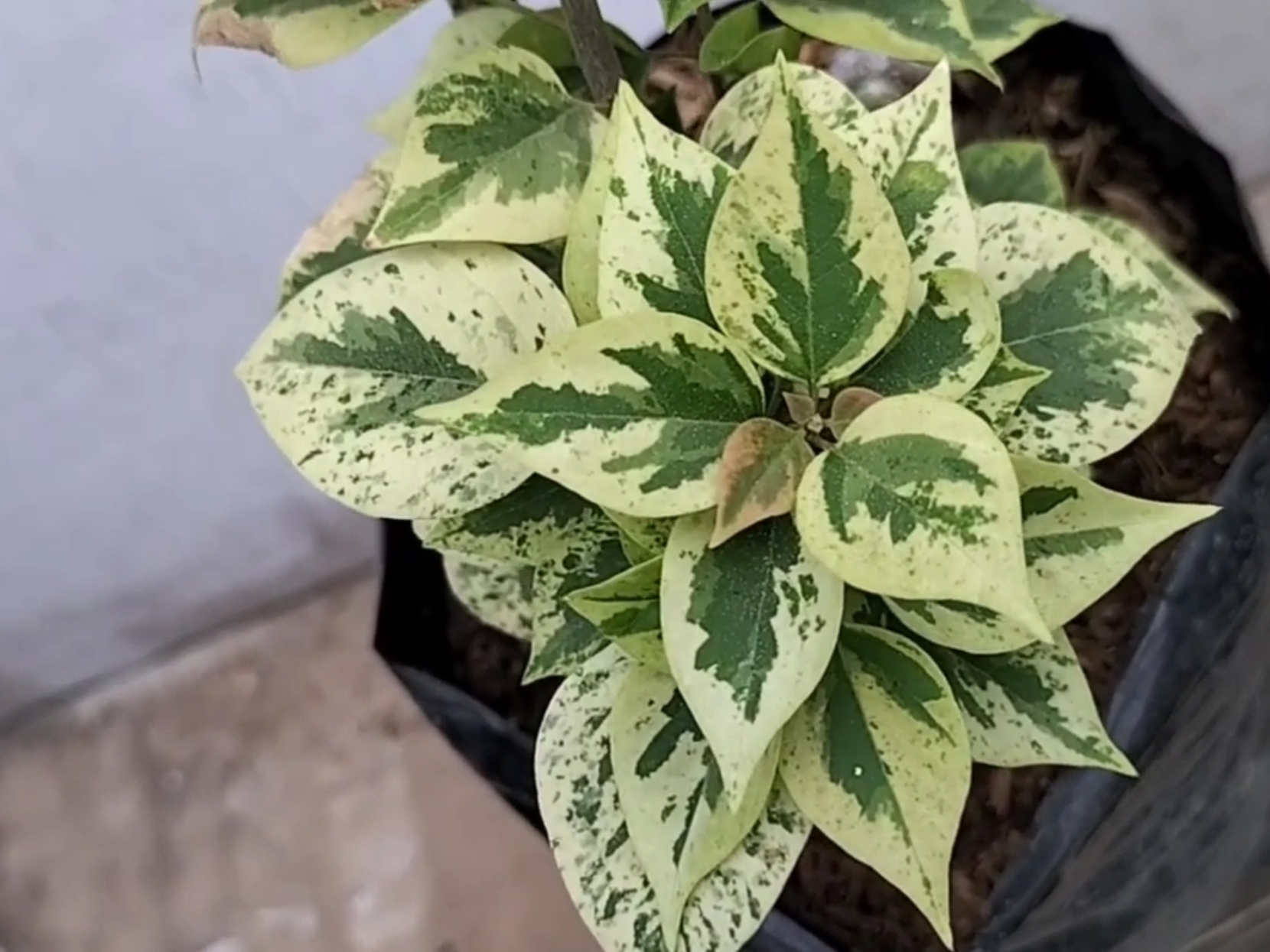 5 Jenis Bougenville Variegata, Tanaman Hias Tahan Panas Dengan Warna Daun Unik 