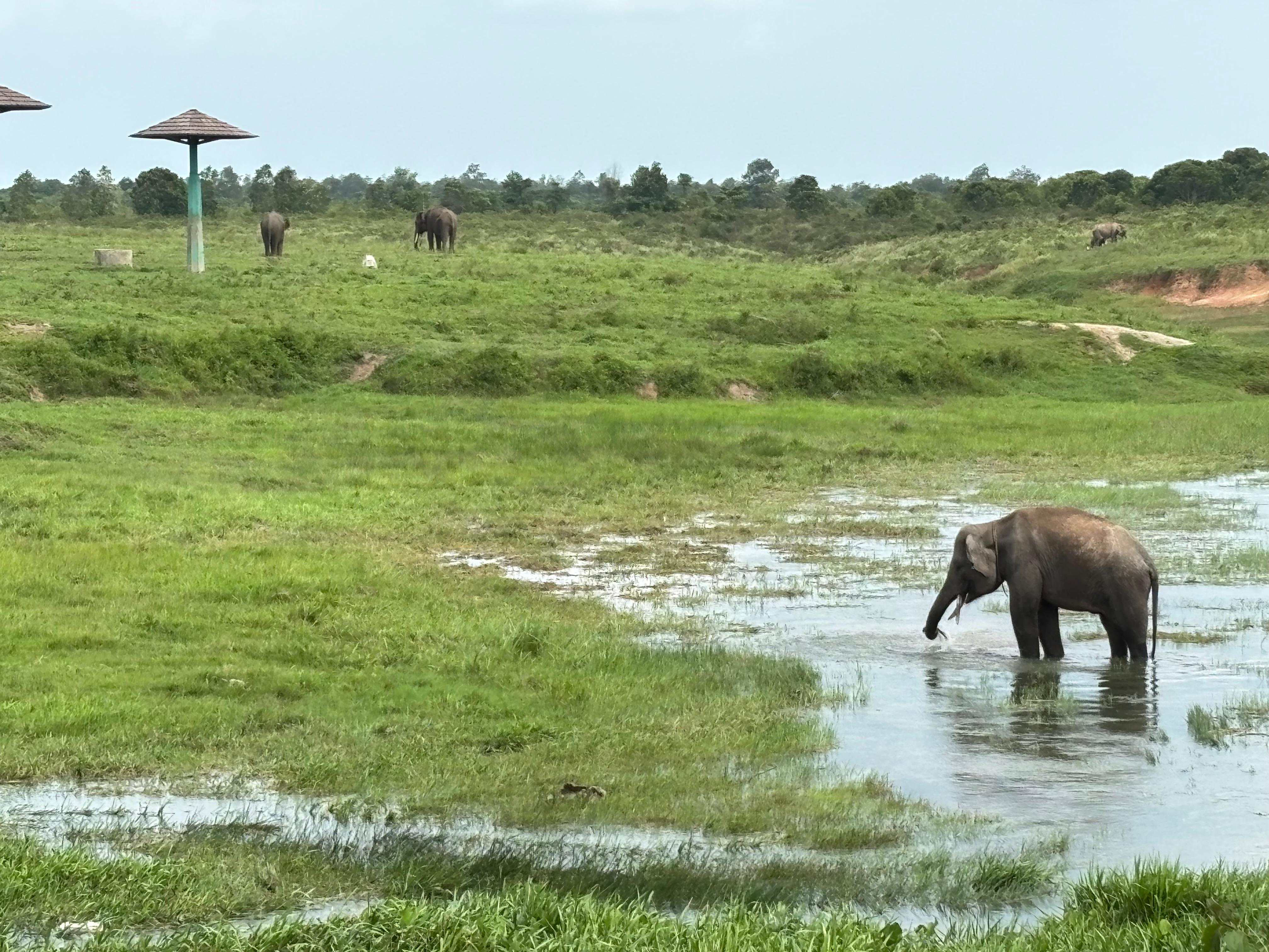Tangani Konflik Gajah, TNWK Dorong Honor MMP hingga Tanggul Permanen