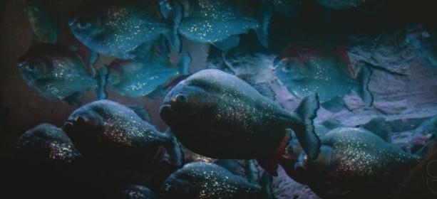 Benarkah Ikan Piranha Bisa Memakan Manusia? Ayo Kita 'Kenalan' Lebih Jauh