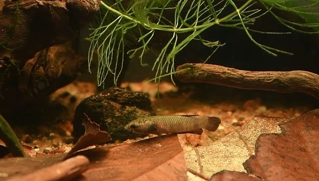 Unik dan Langka! Ikan Cupang Berwajah Ular Asli Indonesia, Hanya Ada di Kalimantan