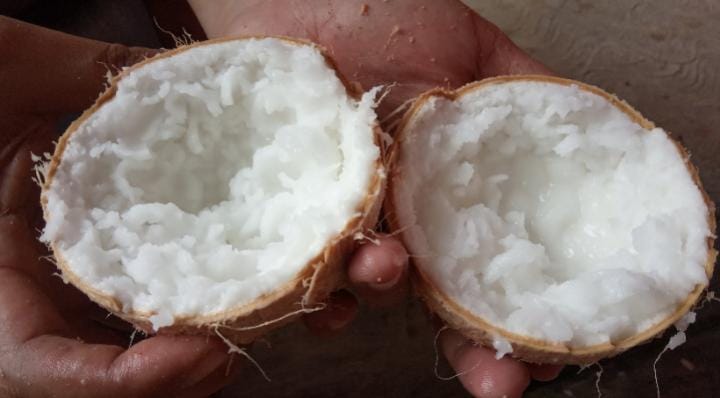 Tahukah Kamu, Kelapa Kopyor Ternyata Lebih Kaya Manfaat Dibanding Kelapa Biasa