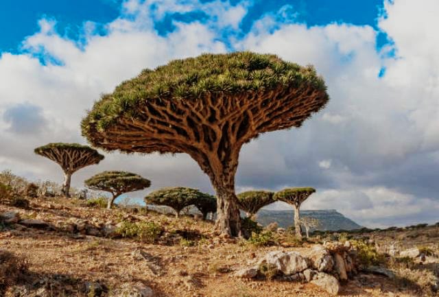 Mengenal Pulau Socotra yang Dianggap Tempat Persembunyian Dajjal, Orang Indonesia  Pernah Berkunjung?
