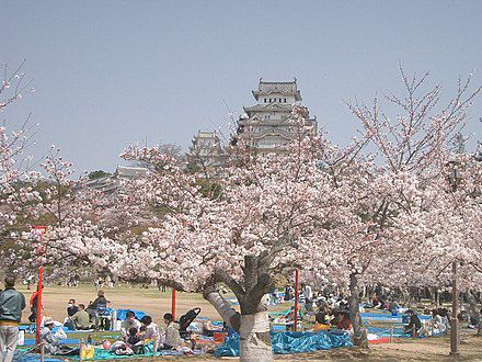 Tradisi Unik Hanami di Jepang, Piknik Sambil Memandangi Sakura Bermekaran